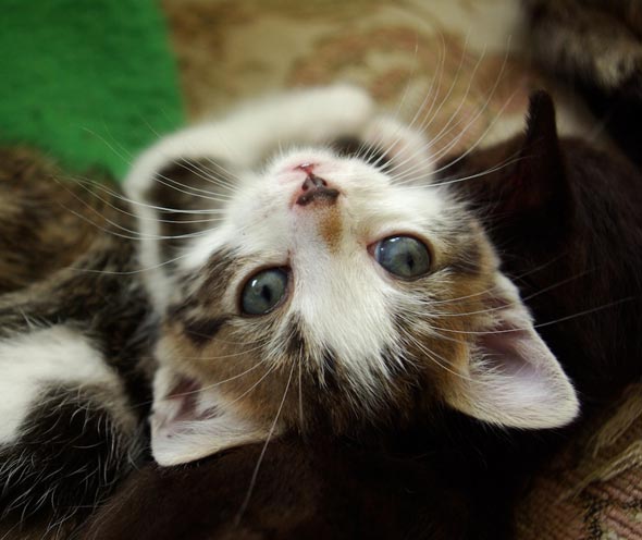Andelle's Kittens Part 2: Gwladys  kitten
