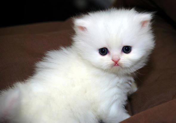 Diamond [3]  Persian kitten