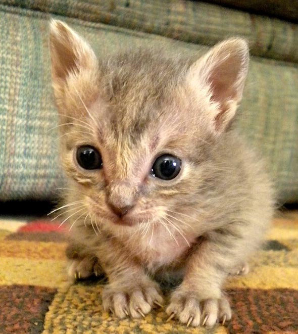 Three Little Orphans Part 1: Wolfe  kitten