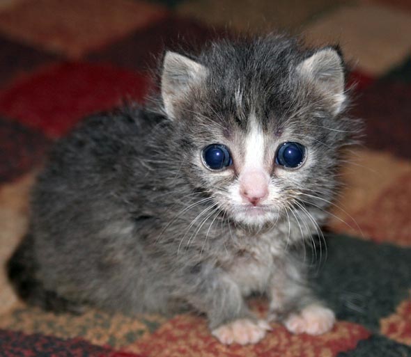 Three Little Orphans Part 2: Wesley  kitten