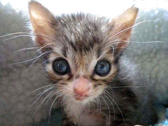 Three Little Orphans Part 3: Feivel  kitten
