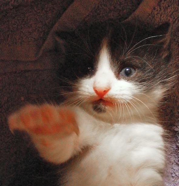 Ruby's Babies Part 2: Scrabble  kitten