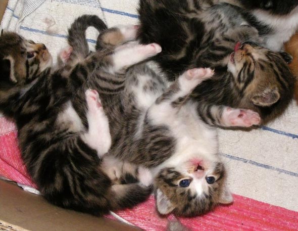 Ruby's Babies Part 3: The Tabbies  kitten