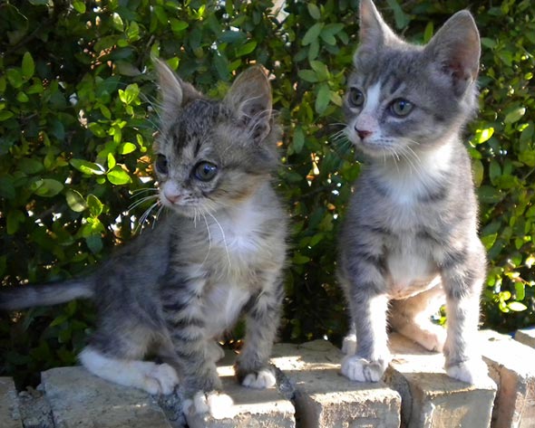Update: Three Orphan Kittens  kitten