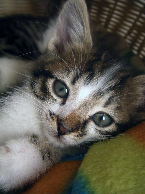Seven South African Siblings: Kitten #1  kitten