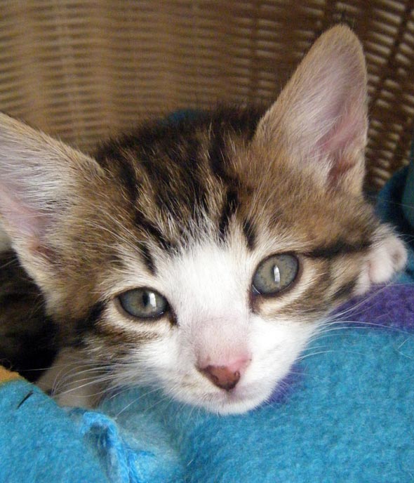 Seven South African Siblings: Kitten #7  kitten