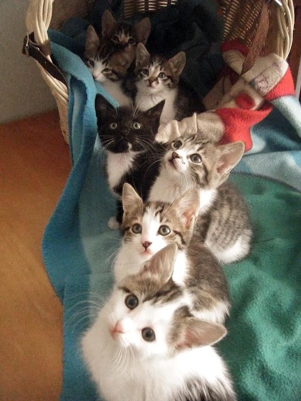 Seven South African Siblings: All Together Now  kitten