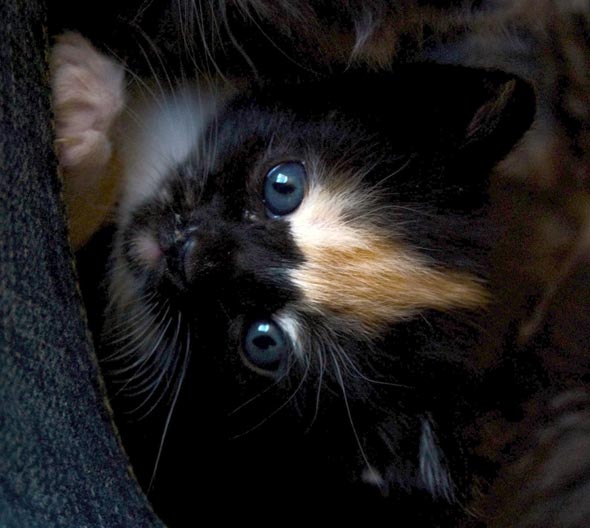 Ming's Babies Part 6: Ember  kitten