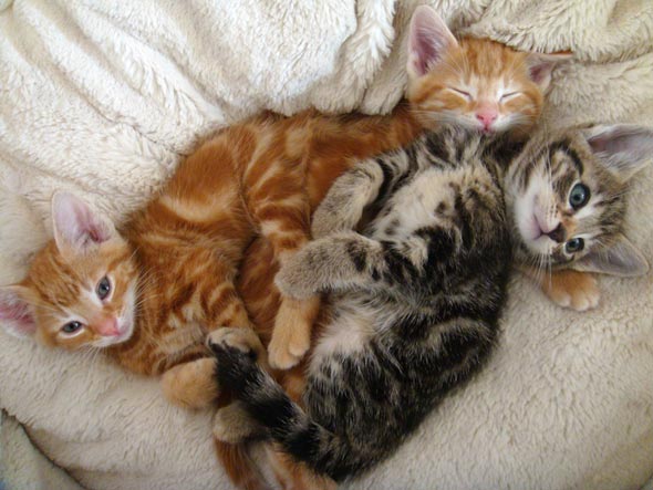 Smoggy's Friends: Edmund, Delilah & Mouse [3] kitten