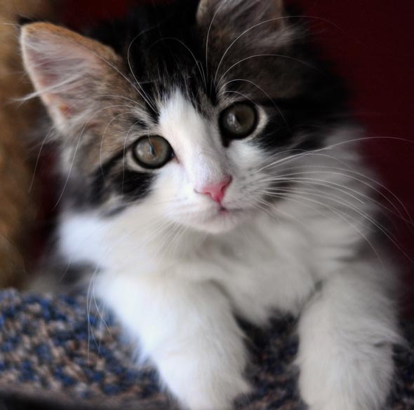Four Fredericton Fosters Part 4: Bjorn  kitten