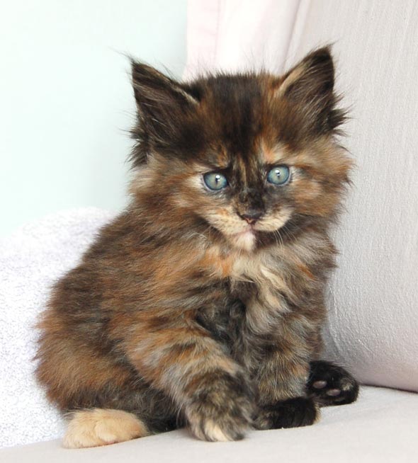 Five Poly Maine Coons: Jasmine [6] kitten