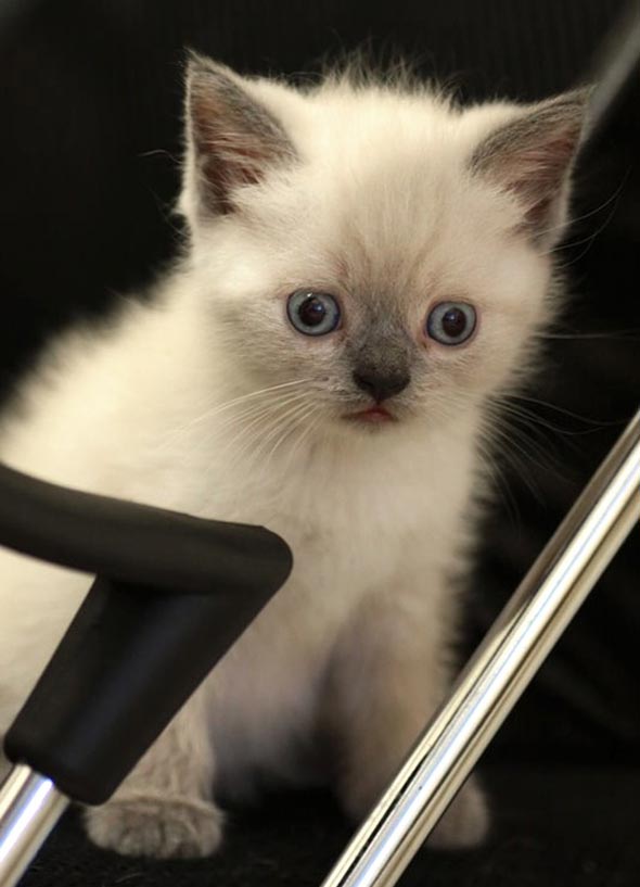 BeiBei's White Kitten [2]  kitten