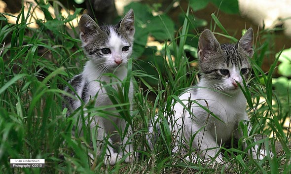 Backyard Kittens in Istanbul  kitten