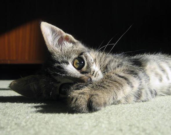 Tabby Kitten tabby kitten