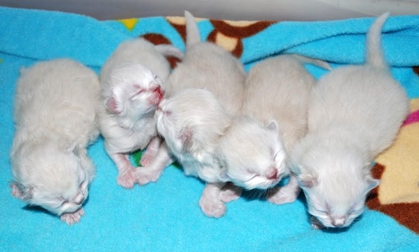 Mia's Kittens [4] kitten