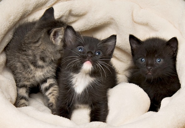 Three Little Foster Kittens  kitten