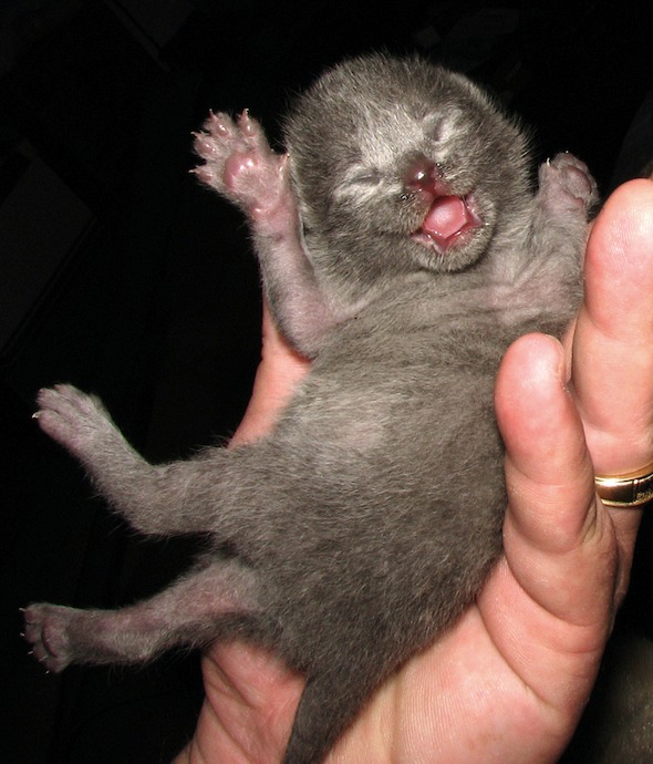 A Tortie Mom's Grey Kitten [6] kitten