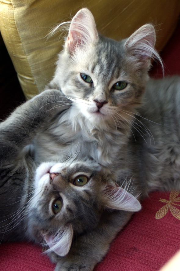 Ash and Cinder  kitten