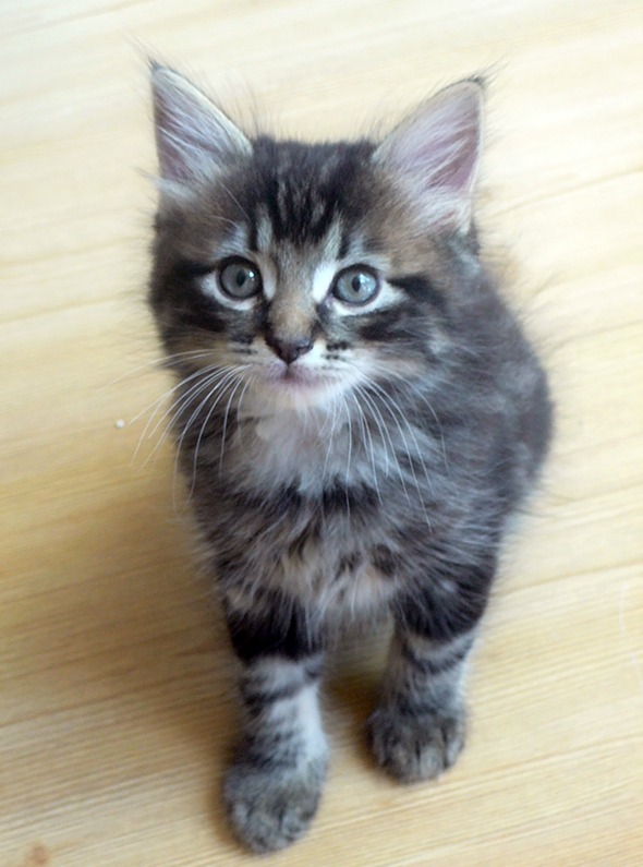 Lylie's Latest Litter Part 6: Beau Tigris  kitten