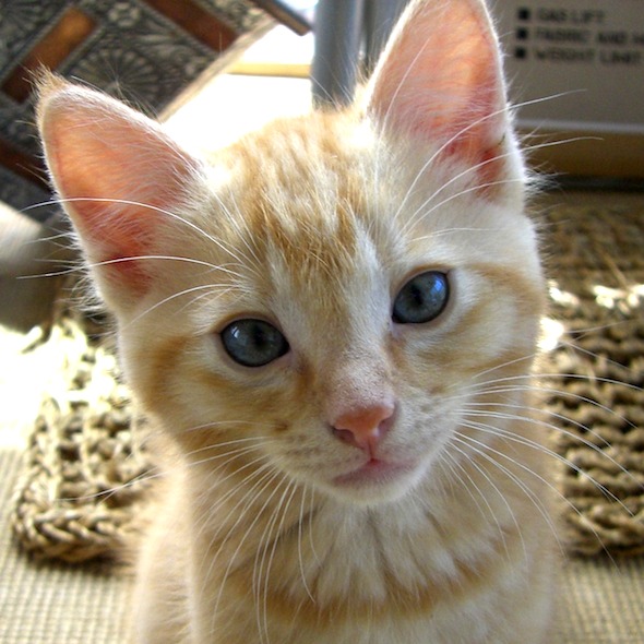 Cosmo  kitten