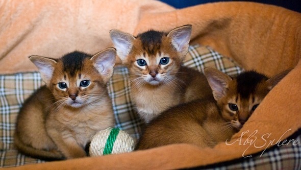 Bjork's Beautiful Boys  kitten