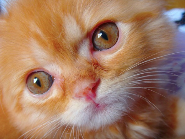 Flickr  kitten