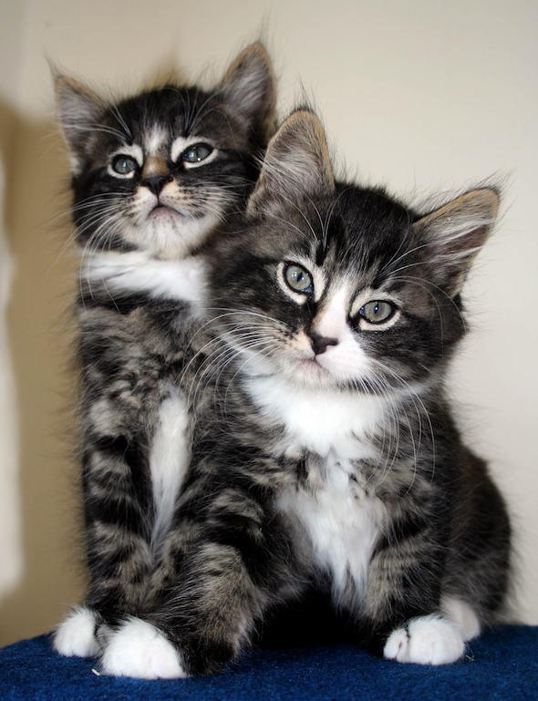 Found Foster Kittens in London  kitten