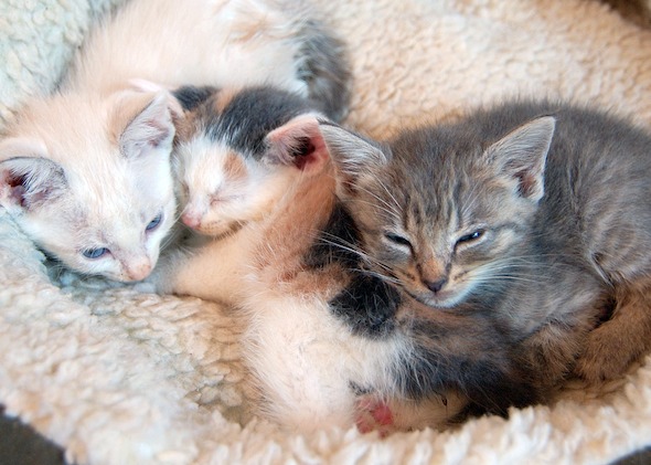Kittens Living in Allentown  kitten