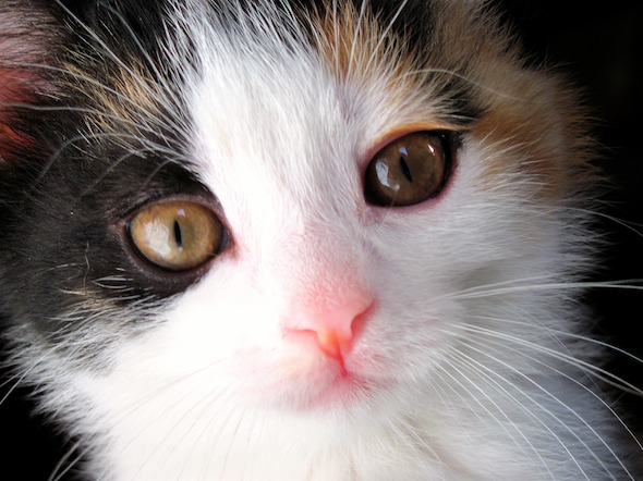 Vidalia's Kittens: Gizmo  kitten