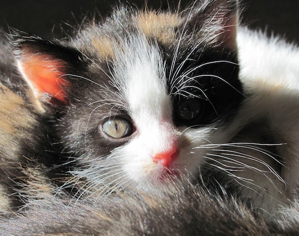 Vidalia's Kittens: Kiwi  kitten