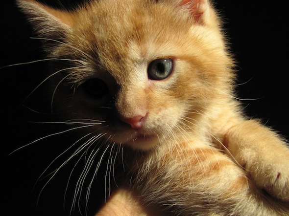Moonshine's Kittens: Otis  kitten