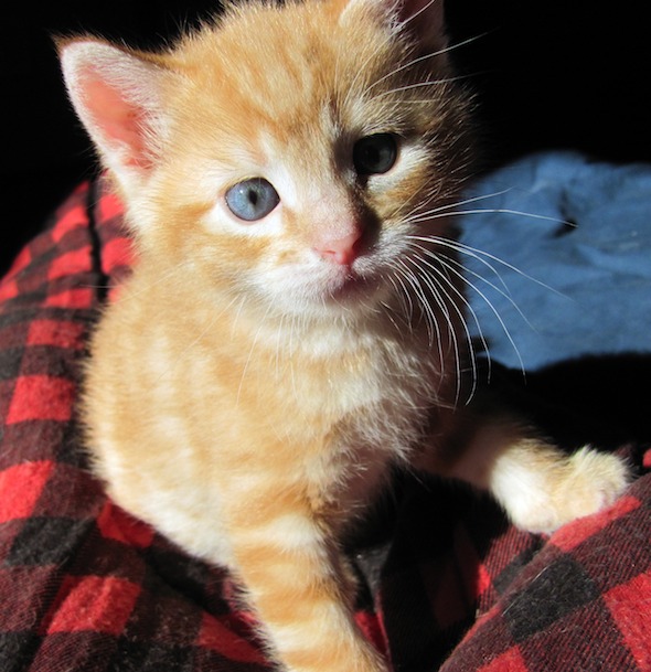 Moonshine's Kittens: Frito  kitten
