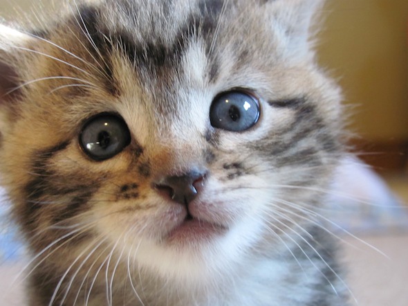 Moonshine's Kittens: Basil  kitten