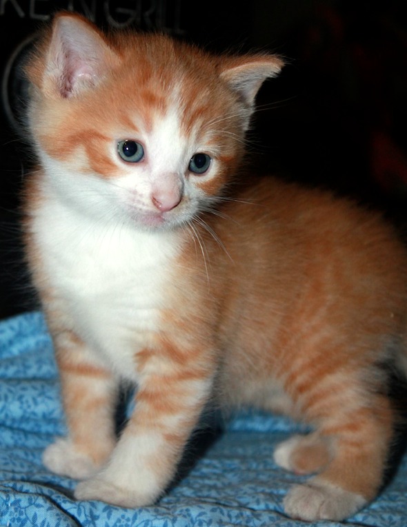 Sassy's Brother Peanut [5] kitten