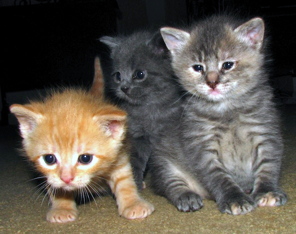 Encore: Indica's Kittens  kitten