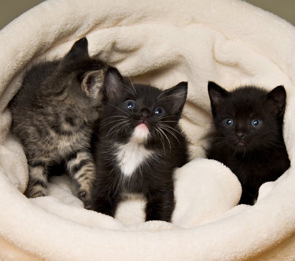 Three Little Kittens  kitten