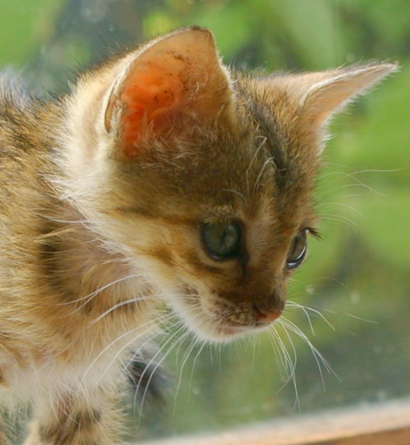 Mozy  kitten