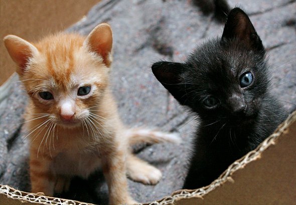Tura's Kittens  kitten
