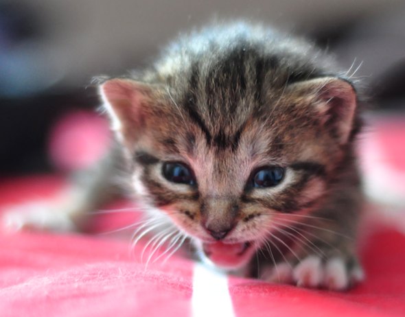 Hubble  kitten