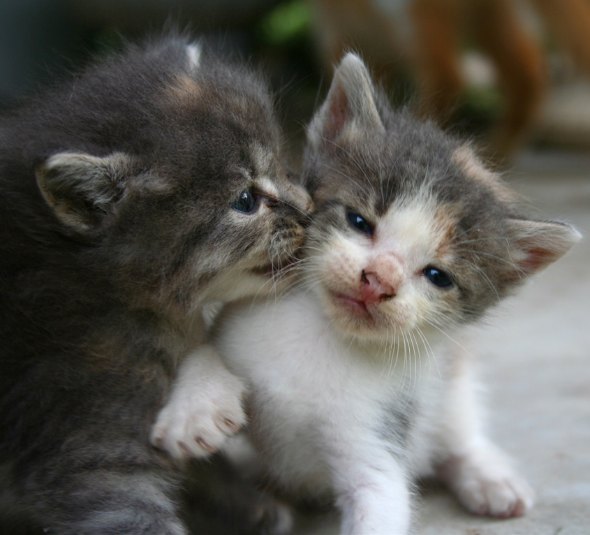 Sweetie Pie's Kittens  kitten