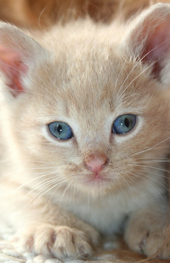 Four Fashionable Fosters Part 1: Armani  kitten