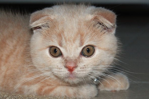 Dexter  kitten