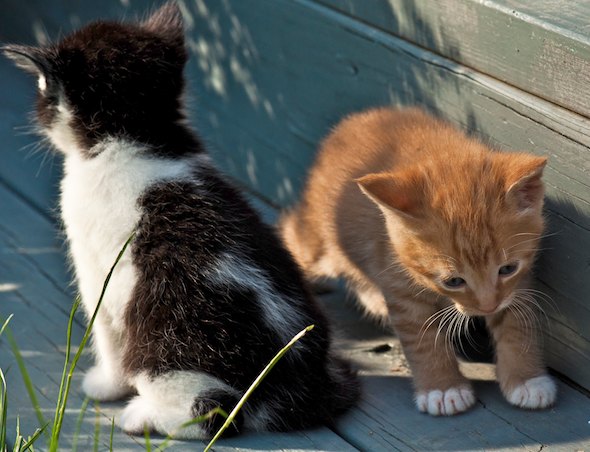Neighbor's Kittens: Tiger and Pepe  kitten