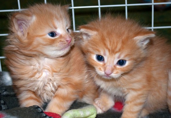 Pissen's Orange Girls!  kitten