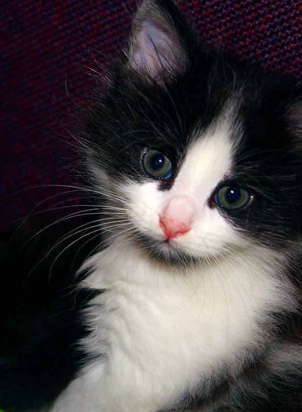 Reeses [4] kitten