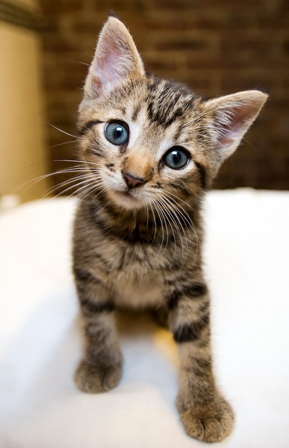 Washington  kitten
