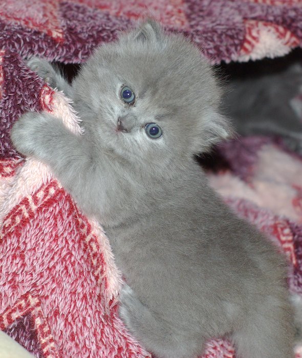 Matilda's Kittens: Taison  kitten