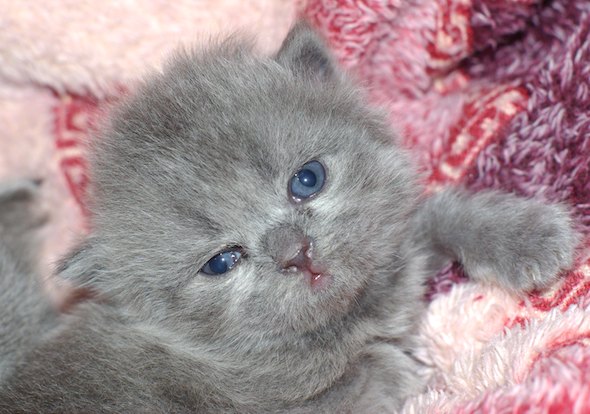 Matilda's Kittens: Vasilisa  kitten
