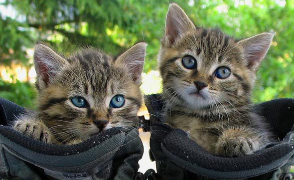 Mozzino and Mozzina [redux]  kitten