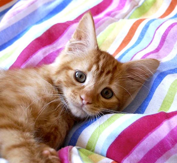 Rupert [redux]  kitten